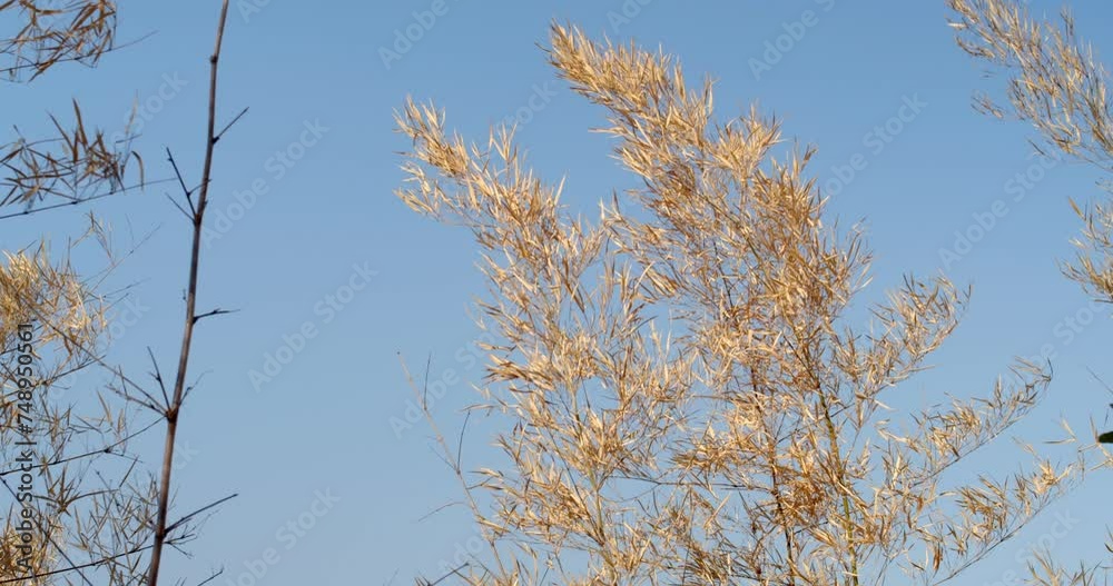 Bamboo leaves blowing in the wind.Dry bamboo leaves.Many dry bamboo leaves. Bamboo leaves blowing in the wind.Dry bamboo leaves.Many dry bamboo leaves.