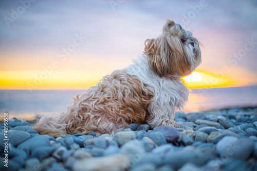 shih tzu dog sits on the seashore at sunset photo