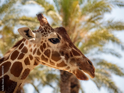 Canvas Print portrait of a giraffe