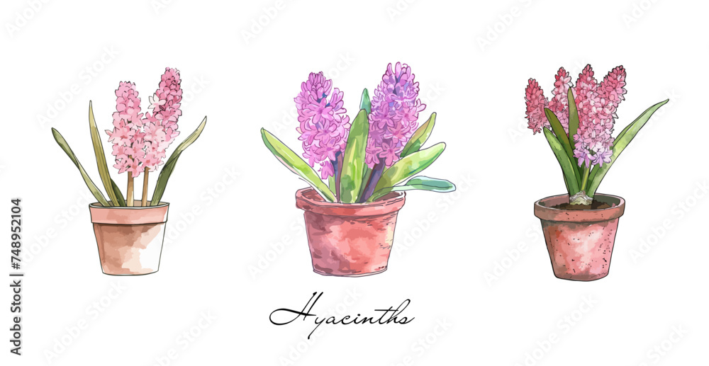 Obraz premium Pink purple hyacinth collection watercolour drawing isolated on transparent background