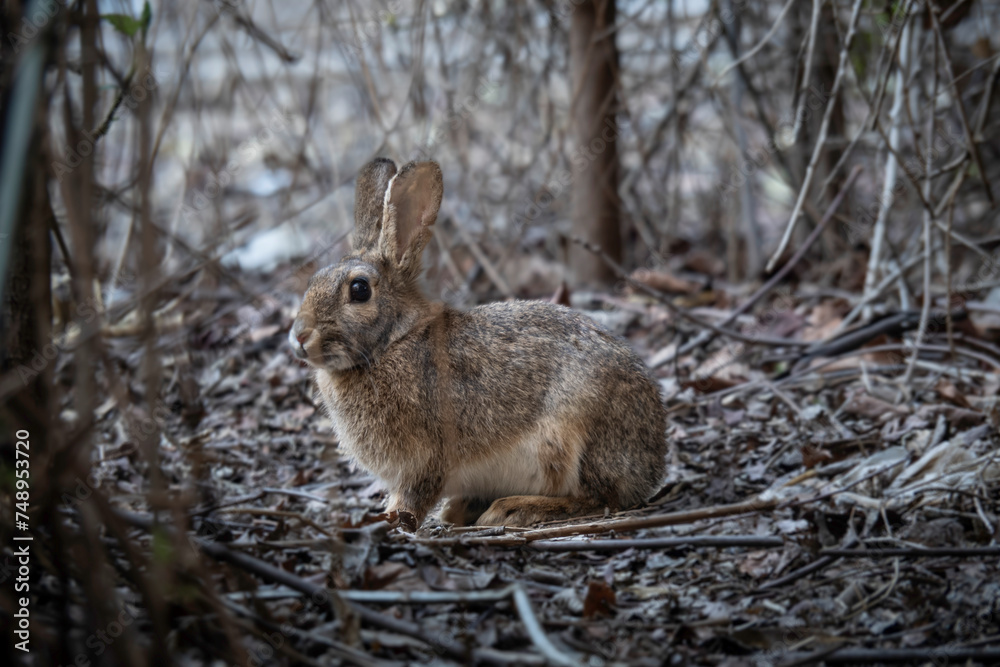 Fototapeta premium Conejo Silvestre