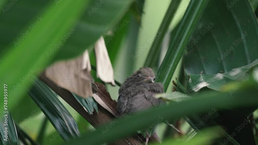 Cute baby cardinal bird in tropical palm tree Cute baby cardinal bird in tropical palm tree