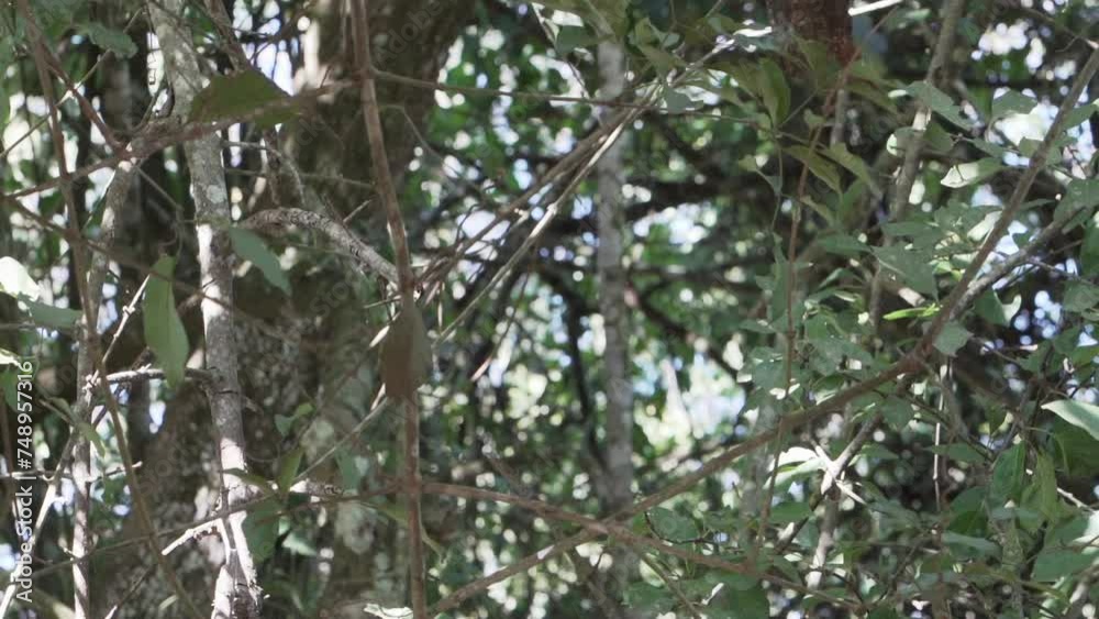plush crested jay sitting in the dense vegetation of the rain forest around the iguazu waterfalls in Brazil. plush crested jay sitting in the dense vegetation of the rain forest around the iguazu waterfalls in Brazil.