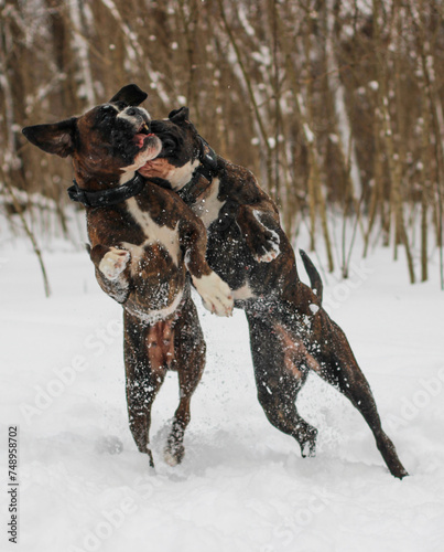 Two brindle boxer dogs are playing and running together outside in snow photo