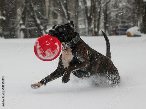 Brindle boxer dog is playing and running outside in snow with the red frisbee photo