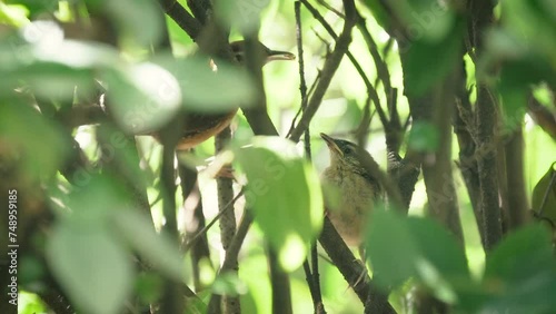 Carolina wren feeding its baby bird
