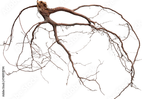 Fotografie Sprawling brown tree roots with fine filaments isolated on transparent backgroun