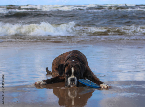 Beautiful dark brindle german boxer is running playing with a blue frisbee disc toy on the beach at the sea photo