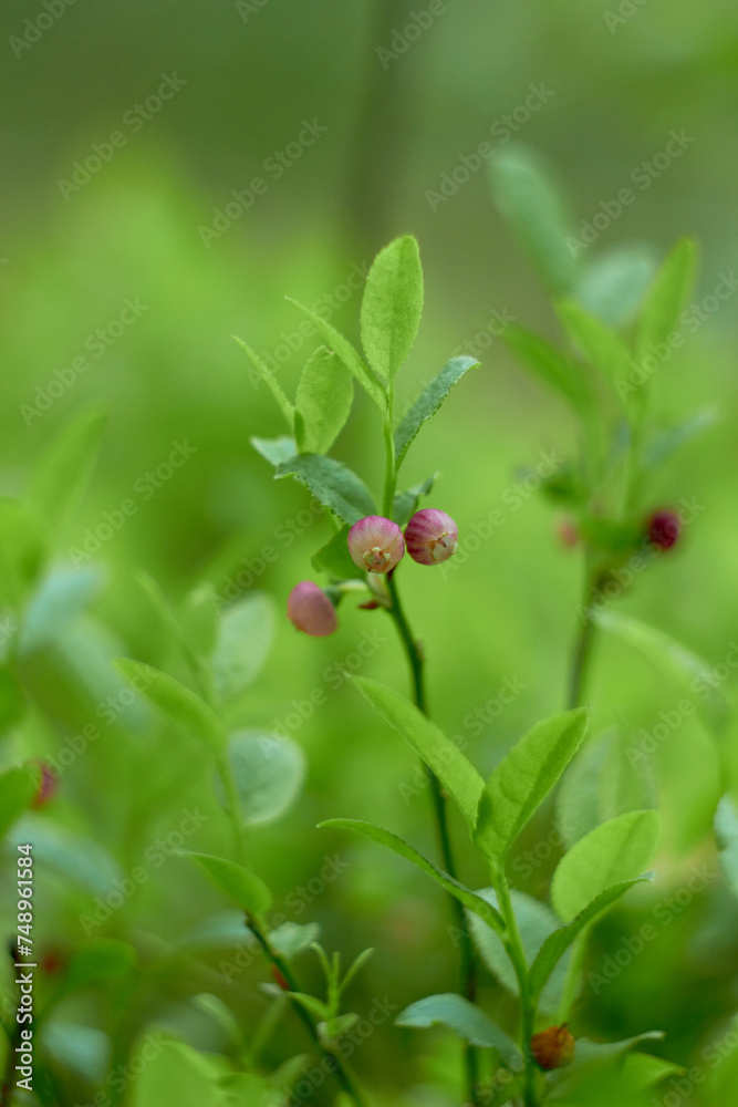 Blueberry flowers (Vaccínium myrtíllus) in spring forest
Blueberry flowers (Vaccínium myrtíllus) in spring forest