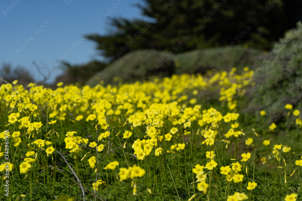 Fototapeta premium field of yellow flowers
