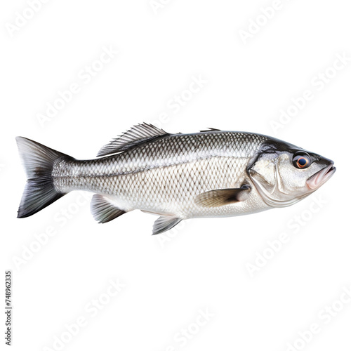 fresh fish on transparent background, clipping path, png, 