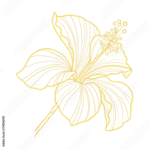 Gold outline clipart with hibiscus flower isolated © MariiaMart
