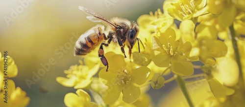 A bee is captured in close-up macro photography, flying over a cluster of vibrant yellow flowers. The bee appears to be pollinating the flowers as it hovers above them.
