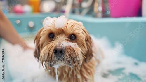 Pet paradise at our dog grooming salon . Tailored services for furry friends on World Pet Day
