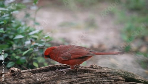 Red cardinal eats worms out of wood