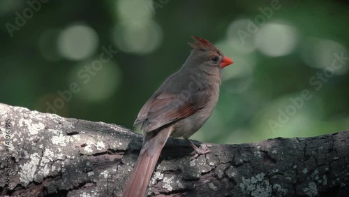 Female cardinal hops on a log 