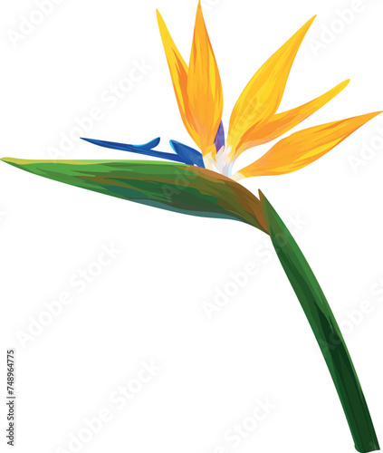 Paradise flower vector hand drawing. Tropical flower, exotic plant. Bright plant