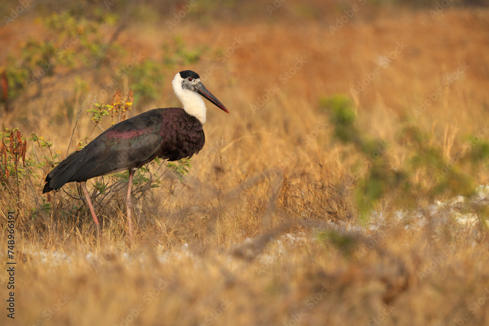 Obraz premium Portrait of a Woolly-necked stork at Bhigwan bird sanctuary, Maharashtra