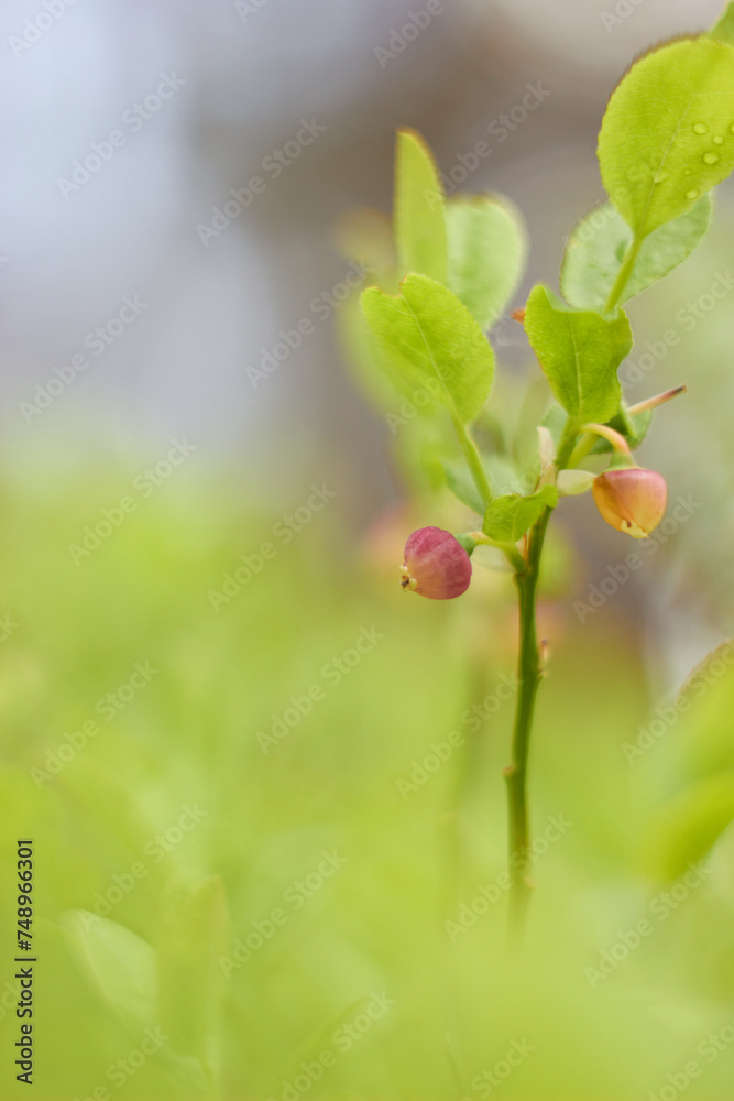 Blueberry flowers (Vaccínium myrtíllus) in spring forest
