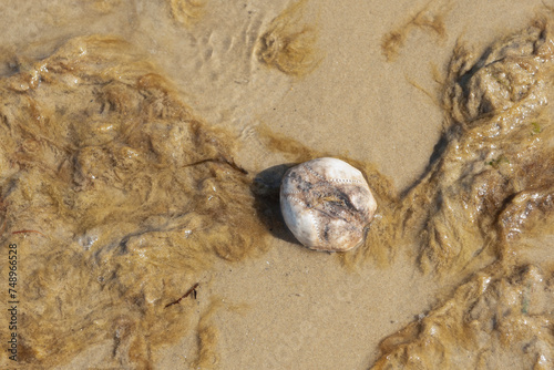 Empty shell of Sea Potato surrounded by seaweed on the beach photo