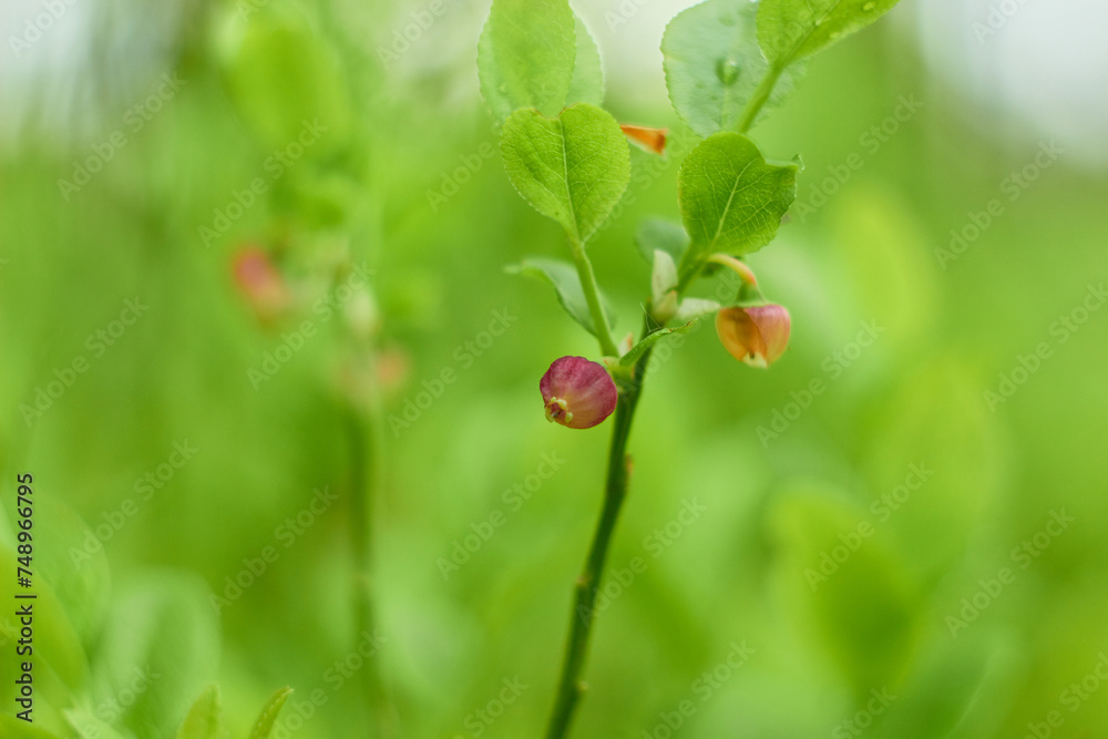 Blueberry flowers (Vaccínium myrtíllus) in spring forest
