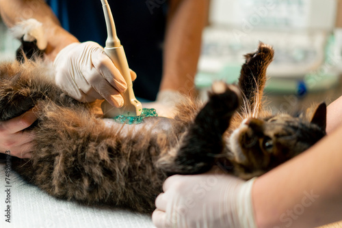 in a veterinary clinic a veterinarian doctor looks at an ultrasound scan of a cat's belly assistants hold photo