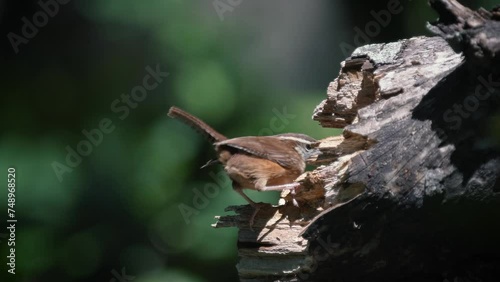 Carolina wren bird eats worms out of wood