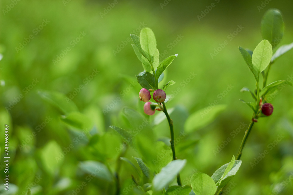 Blueberry flowers (Vaccínium myrtíllus) in spring forest
Blueberry flowers (Vaccínium myrtíllus) in spring forest
