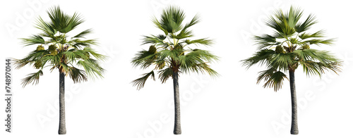 set of palm trees, 3D rendering with transparent background © ANDRIBENKY