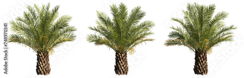 set of palm trees, 3D rendering with transparent background