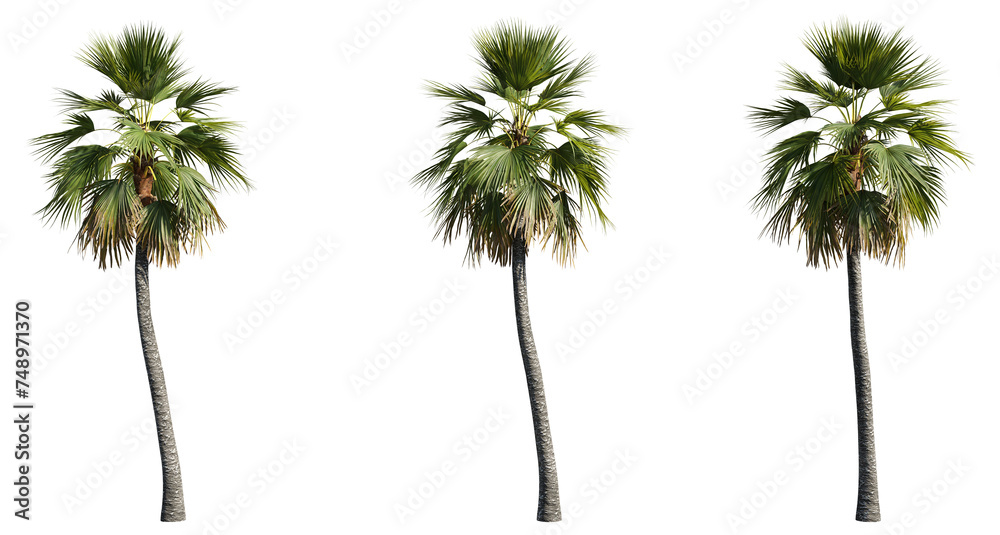 Fototapeta premium set of palm trees, 3D rendering with transparent background