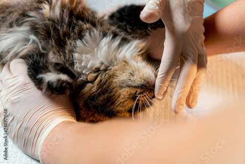 close-up in veterinary clinic touching a hand to a cat's nose in a lying position