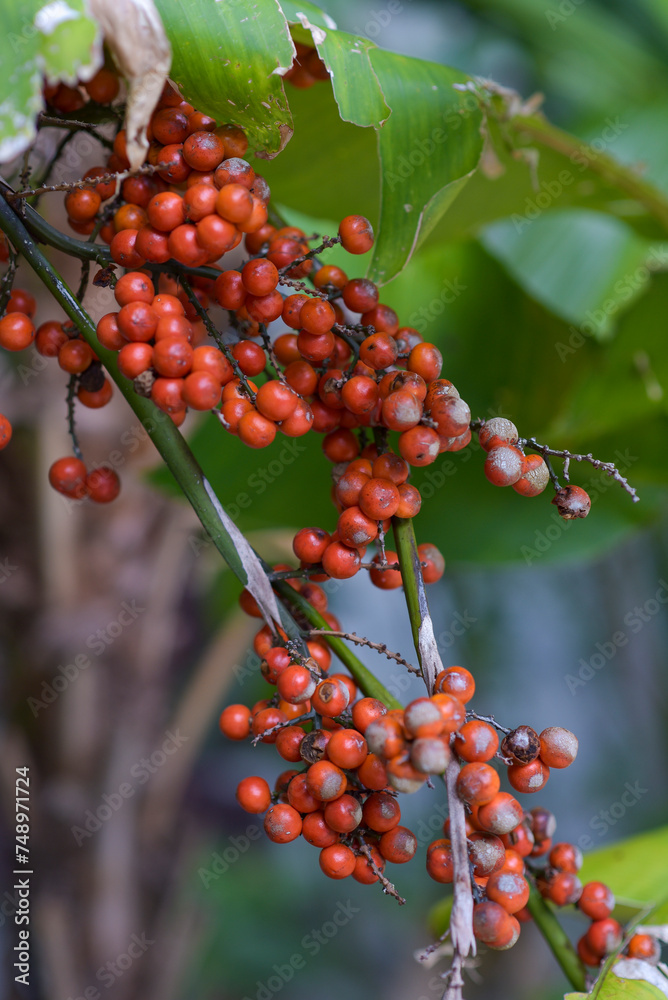 Fototapeta premium anahaw fruit in the nature