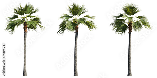set of palm trees, 3D rendering with transparent background photo