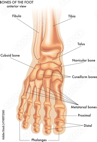 Medical illustration of the main parts of the bones of the foot in anterior view, with annotations. photo