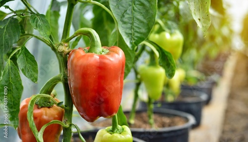 growing sweet peppers in a greenhouse close up