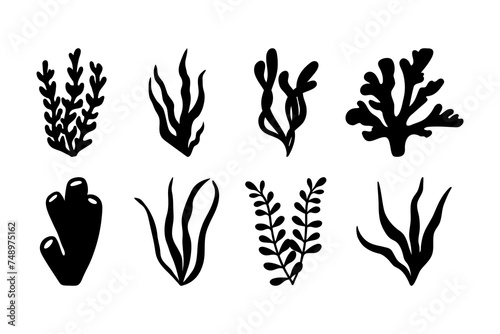 Vector sea collection corals. Hand drawn doodle illustrations.