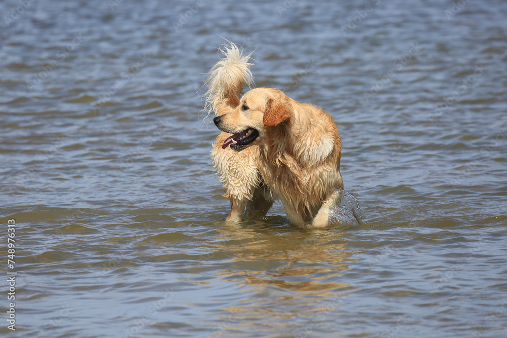 Hund spielt am Strand Hund spielt am Strand