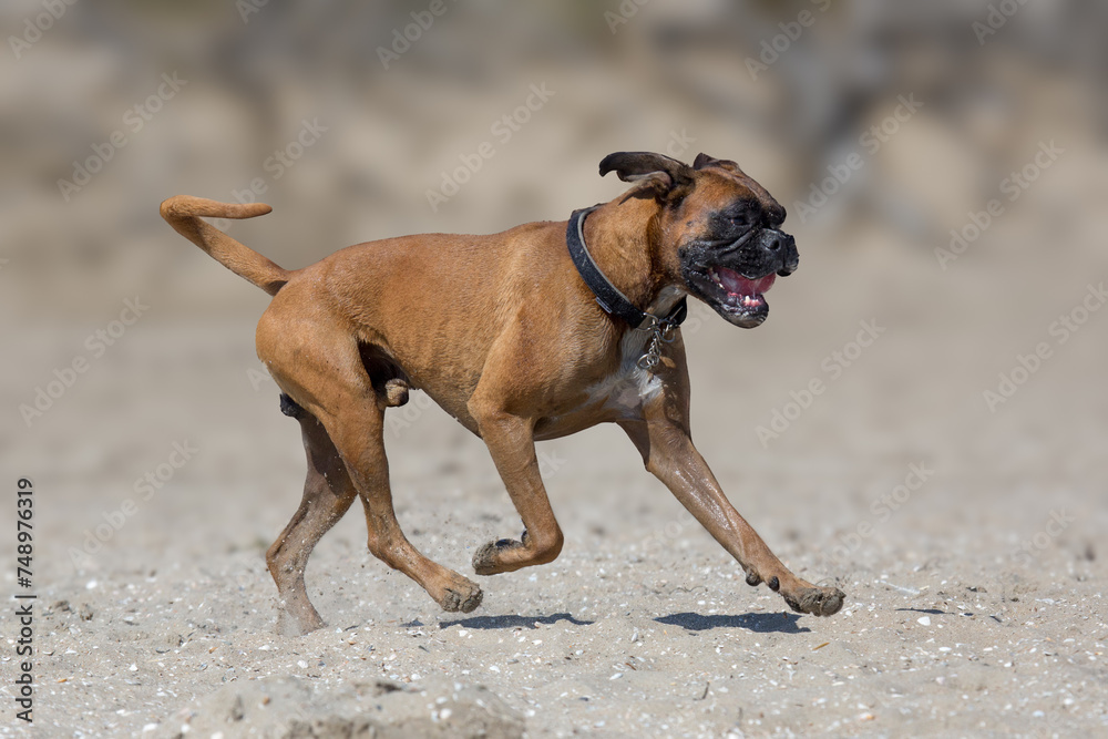 Hund spielt am Strand