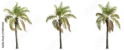 set of palm trees  3D rendering with transparent background