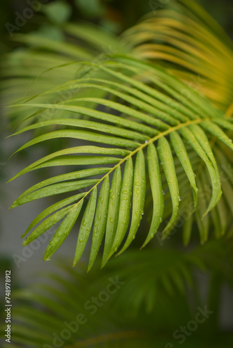 The green palm leaves after rain