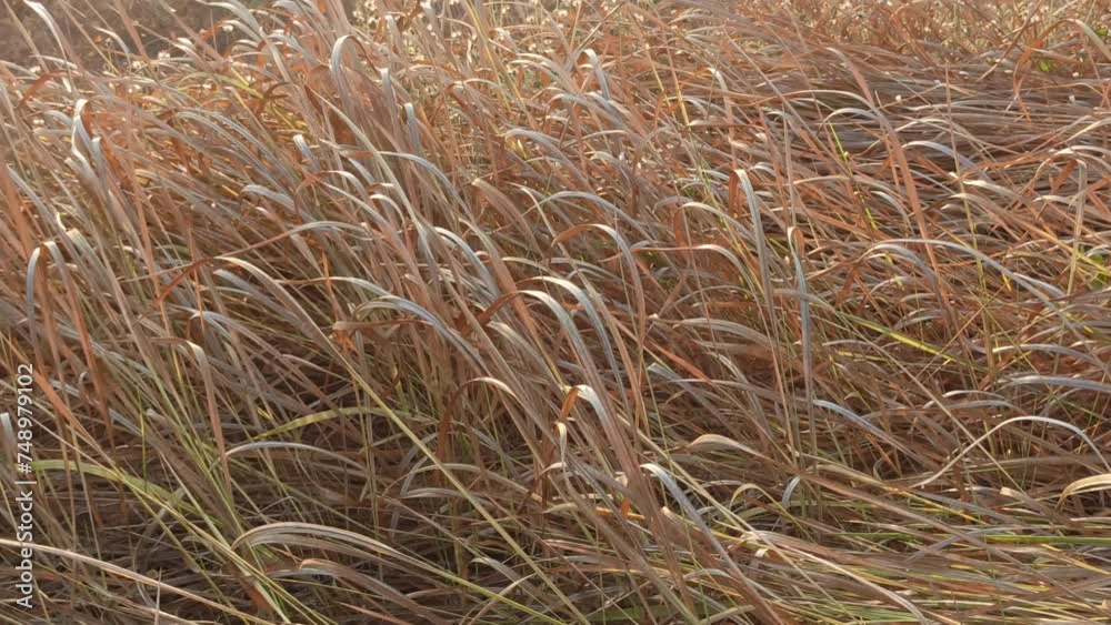 beautiful dry weeds beautiful dry weeds