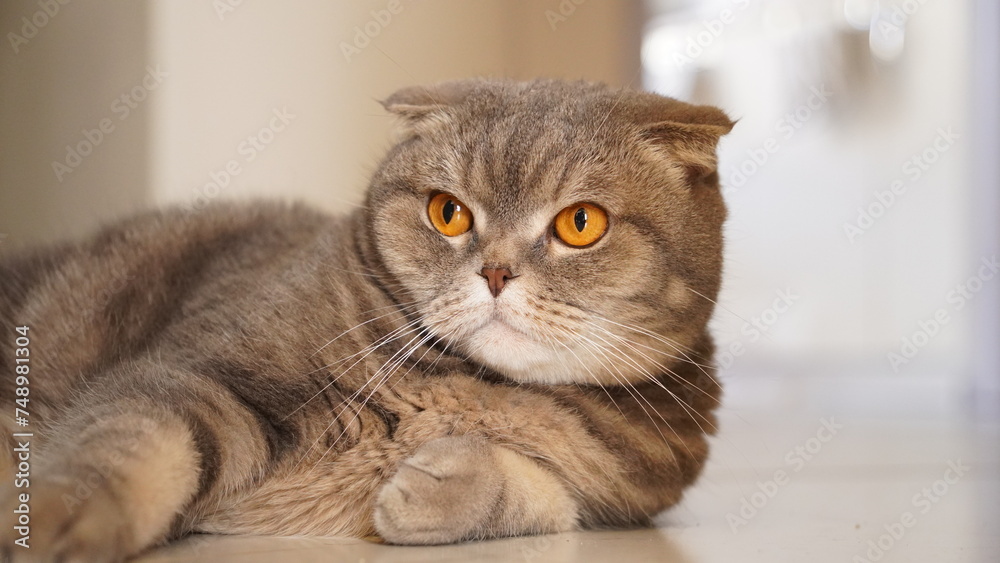 Scottish Fold cat A breed of domestic cat with characteristic ears that curl forward and downward.