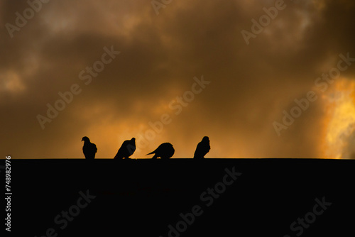 Four Doves 