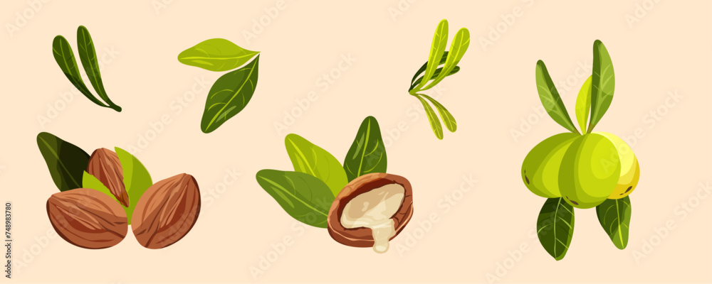 Naklejka premium Set of element of tree Argan. Nuts and plants of argan oil. Natural oils and cosmetics. Beauty concept.