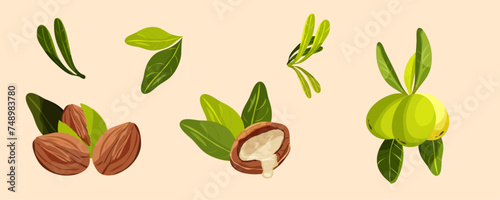 Set of element of tree Argan. Nuts and plants of argan oil.  Natural oils and cosmetics. Beauty concept.