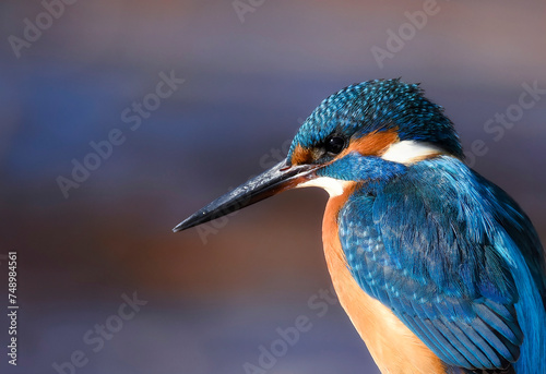 portrait of Kingfisher © IOANNIS