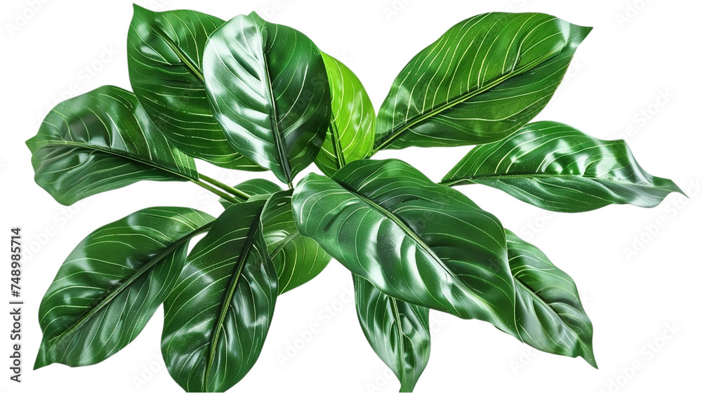 Fototapeta premium A vibrant arrangement of tropical leaves. isolated on transparent background