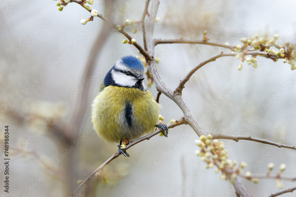 Fototapeta premium Blue tit (Cyanistes caeruleus) resting on a blooming tree branch