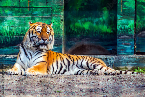 beautiful striped tiger in the zoo lies on the background of a green wall  